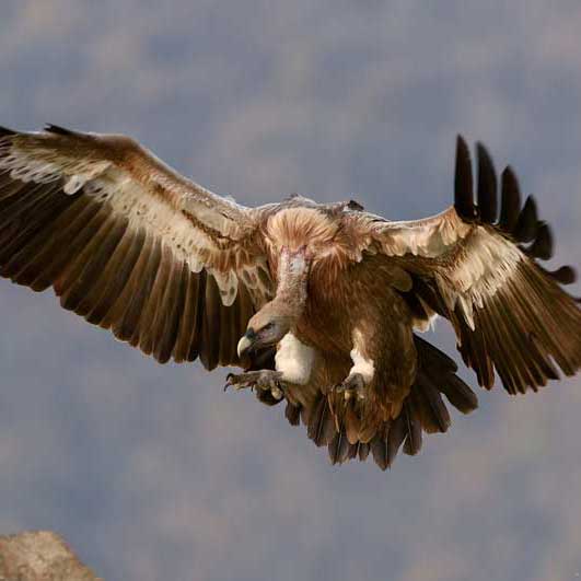 账号体验码的永久免费轰炸